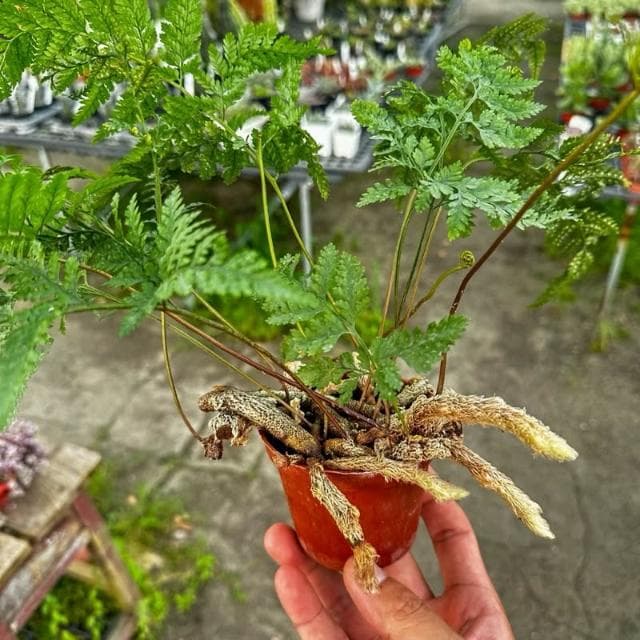 《花田多肉》🌵【兔腳蕨】 3吋盆 蕨類/觀葉植物/室內植物/園藝/盆栽