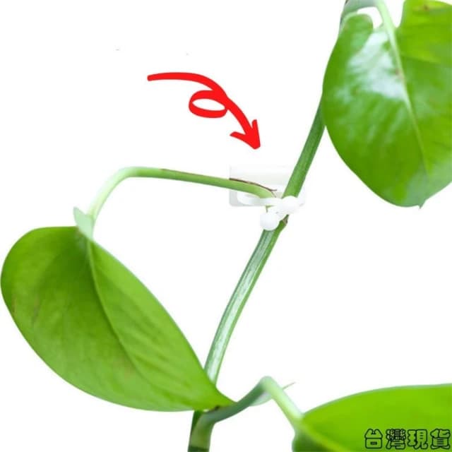 沐晨植物園｜爬牆固定器 藤蔓固定器 攀爬固定器 貼牆 多功能固定器 免打孔掛鈎 室內盆栽 綠藤固定器 線材理線器