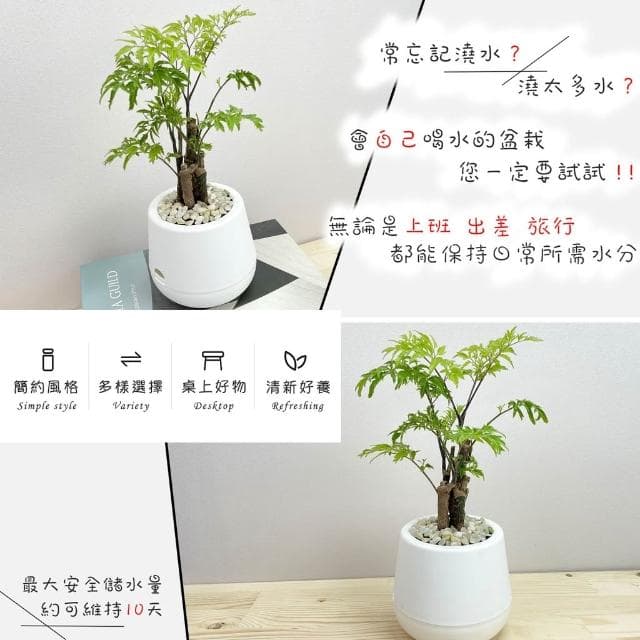 羽葉福祿桐【現貨】3吋雪胖盆 懶人盆栽 加水更方便 觀葉植物 室內植物 自動吸水 水培 創意花盆 居家辦公