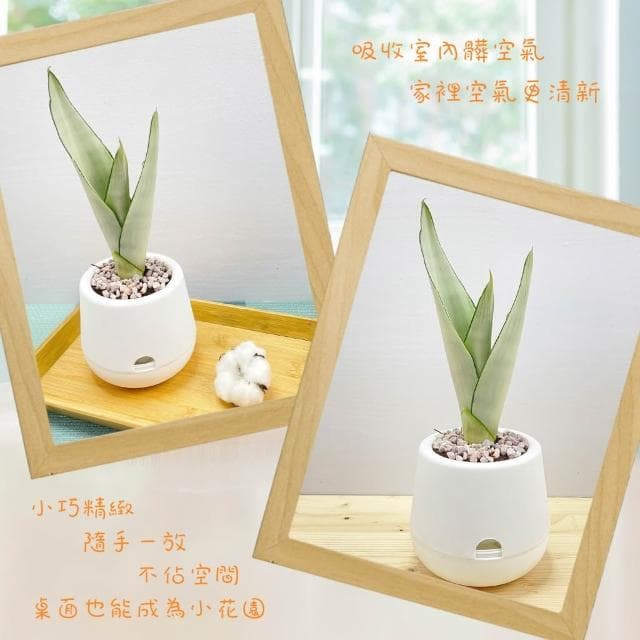 【小品文化】銀皇后虎尾蘭【現貨】3吋雪胖免澆水盆栽 懶人盆栽 觀葉植物 室內植物 自動吸水 創意花盆 居家辦公盆花