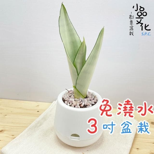 【小品文化】銀皇后虎尾蘭【現貨】3吋雪胖免澆水盆栽 懶人盆栽 觀葉植物 室內植物 自動吸水 創意花盆 居家辦公盆花