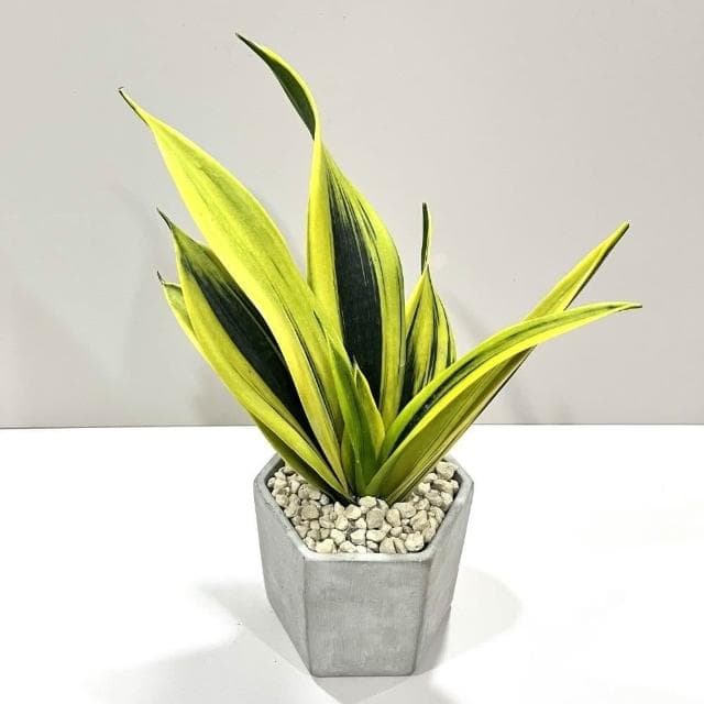 ｜精選盆栽｜黃金天使虎尾蘭(附底盤)/觀葉植物/水泥盆盆栽/居家美化/開幕盆栽/宅配到府