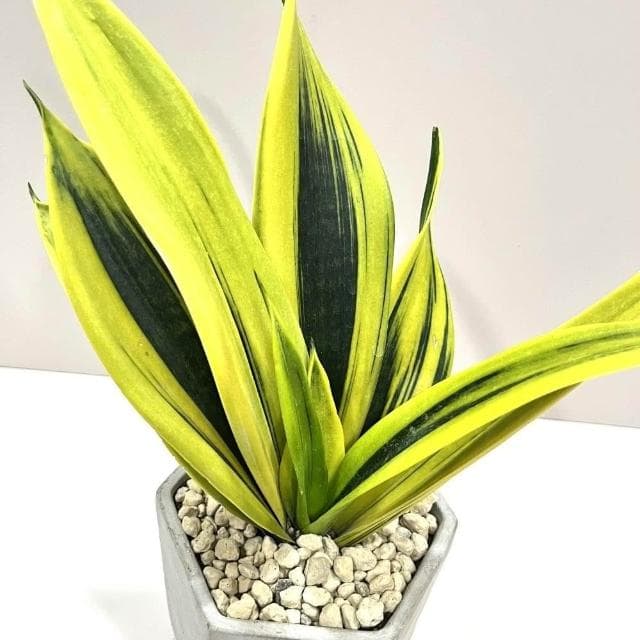 ｜精選盆栽｜黃金天使虎尾蘭(附底盤)/觀葉植物/水泥盆盆栽/居家美化/開幕盆栽/宅配到府