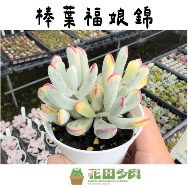 《花田多肉》🌵【棒葉福娘錦】 3吋盆 多肉植物/多肉/景天科/戶外植物/錦斑