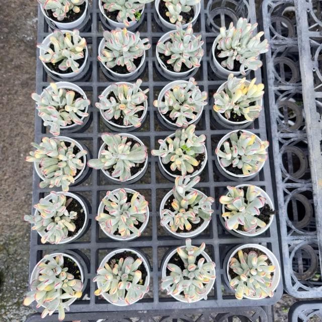 《花田多肉》🌵【棒葉福娘錦】 3吋盆 多肉植物/多肉/景天科/戶外植物/錦斑