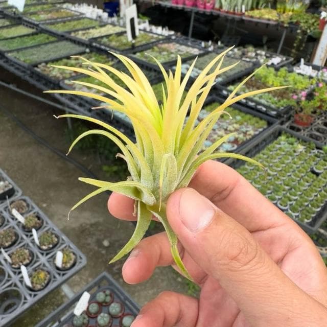 《花田多肉》🌵【德魯伊小精靈】 空氣鳳梨 /空鳳/多肉植物/療癒小物/空氣淨化小幫手/仙人掌/觀葉植物/盆栽