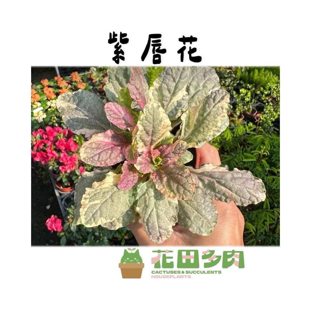 《花田多肉》🌵【紫唇花/斑葉洋筋骨草】 3吋盆 觀葉植物/室內植物/觀賞植物/園藝/盆栽