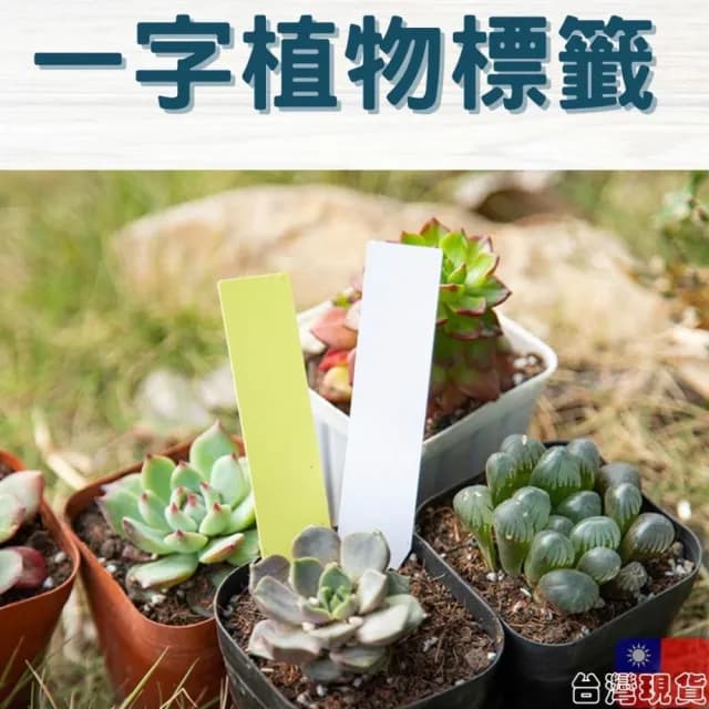 沐晨植物園｜一字標籤 植物吊牌 植物標籤 多肉標示 植物名牌 防水 標籤 植物插牌 花卉標籤 盆栽標籤 多肉標籤