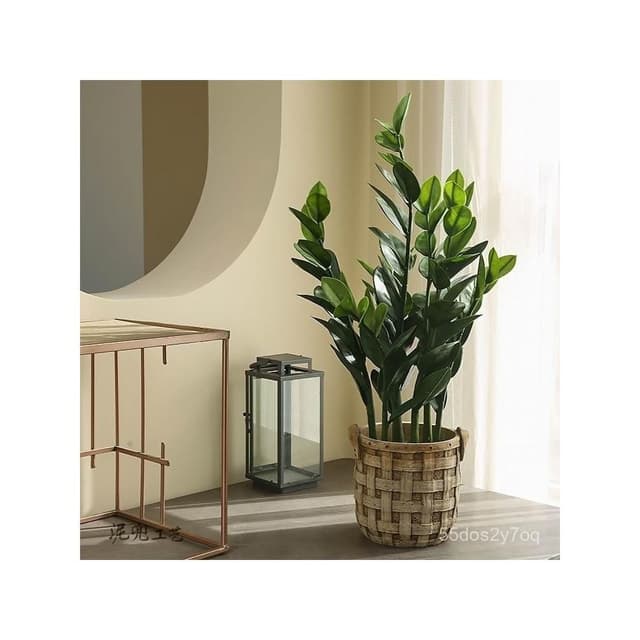 🔥免運下殺🔥仿真綠植法蘭克福風情 仿真髮財樹盆栽 假植物金錢樹室內客廳高檔綠植裝飾假樹 仿真植物假盆栽擺飾假花裝飾