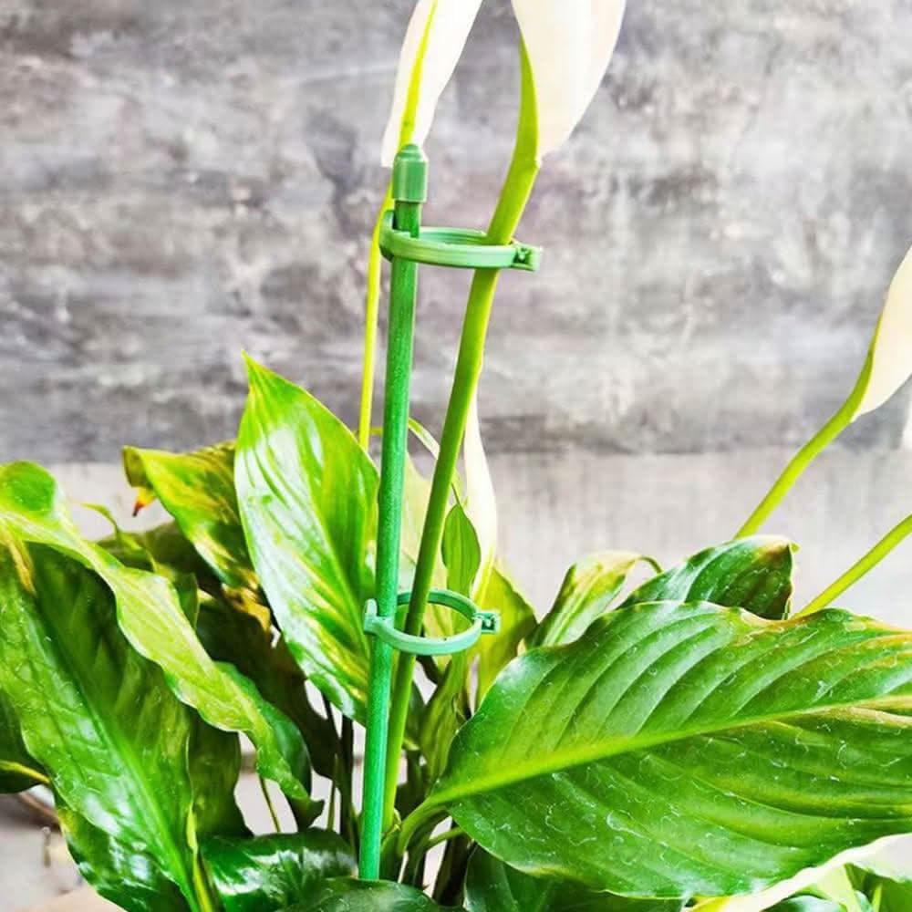 【欣榮園藝資材行】全館599免運 植物支架 三代45公分 植物支撐架 盆栽支架 爬藤支架 花盆支撐架 葉架