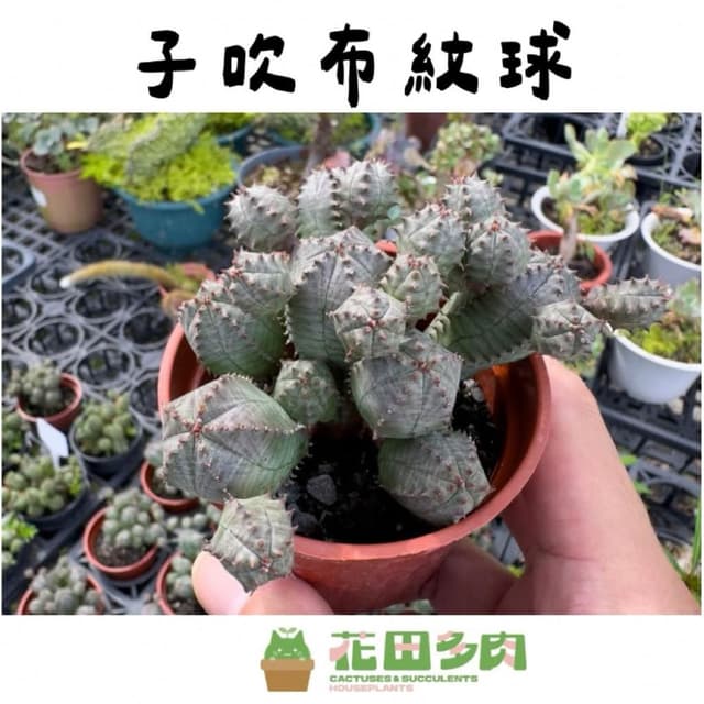 《花田多肉》🌵【子吹布紋球】3吋盆   多肉植物/大戟科/盆栽/戶外植物