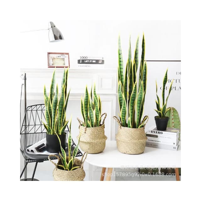 百信百貨 免運 仿真金邊虎皮蘭蝴蝶蘭盆栽假綠植裝飾落地熱帶沙漠仿生植物擺件