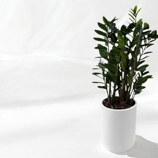 金錢樹 美鐵芋盆栽八吋水泥盆 竹簍 開幕送禮 室內植物 觀葉植物 開幕盆栽 室內盆栽 盆栽植物  園藝天堂鳥 龜背芋盆栽