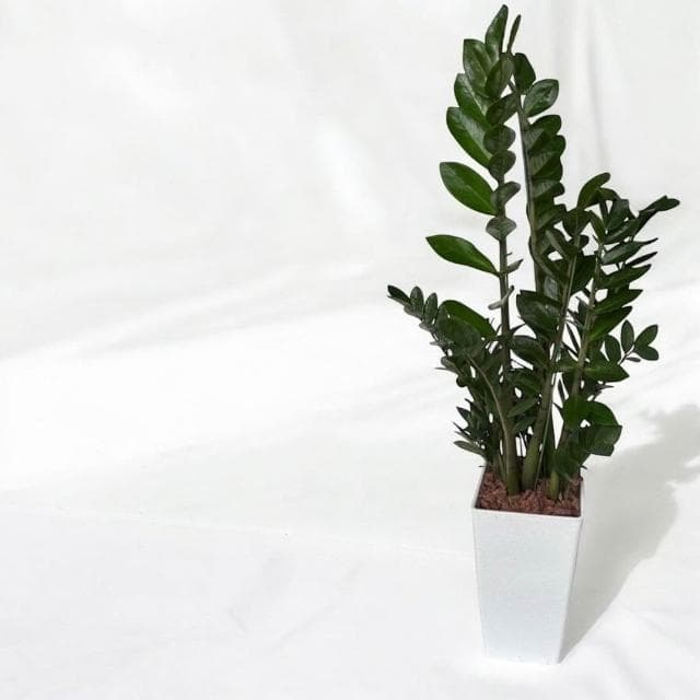 金錢樹 美鐵芋盆栽八吋水泥盆 竹簍 開幕送禮 室內植物 觀葉植物 開幕盆栽 室內盆栽 盆栽植物  園藝天堂鳥 龜背芋盆栽