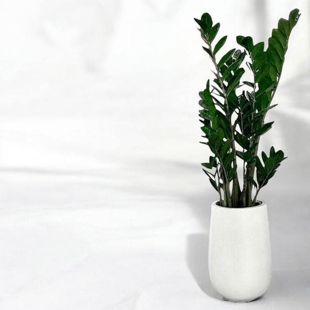 金錢樹 美鐵芋盆栽八吋水泥盆 竹簍 開幕送禮 室內植物 觀葉植物 開幕盆栽 室內盆栽 盆栽植物  園藝天堂鳥 龜背芋盆栽