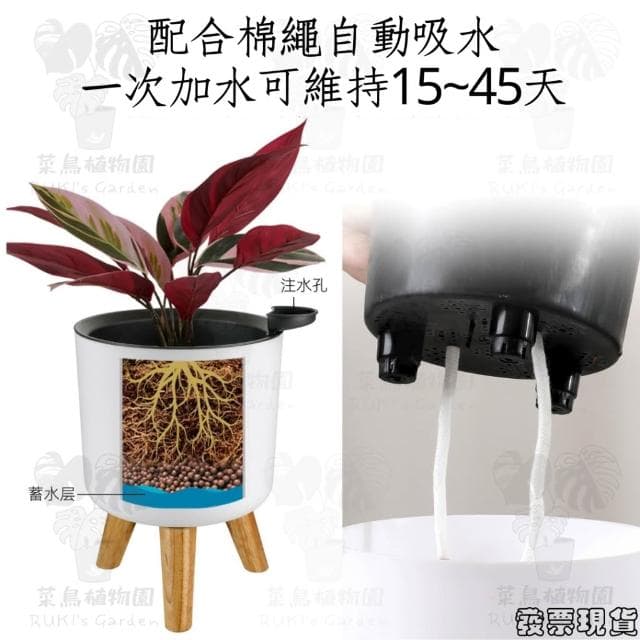 沐晨植物園｜懶人花盆 懶人盆栽 吸水花盆 自吸水花盆  免澆水花盆 自吸水花盆