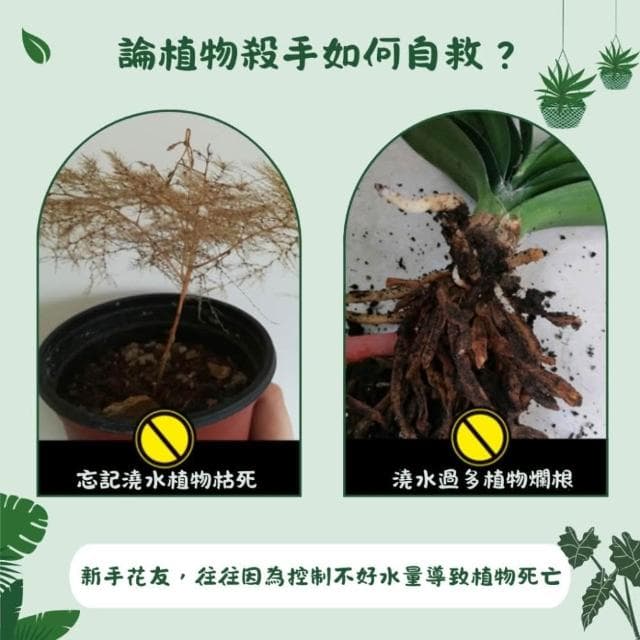 沐晨植物園｜自吸水懶人花盆 懶人盆 花盆 水培花盆 水耕盆栽 懶人盆栽 水培 多肉花盆 園藝 小花盆