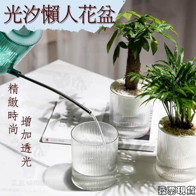  沐晨植物園｜懶人花盆 懶人盆栽 吸水花盆 自吸水花盆  免澆水花盆 吸水盆栽 室內花盆 