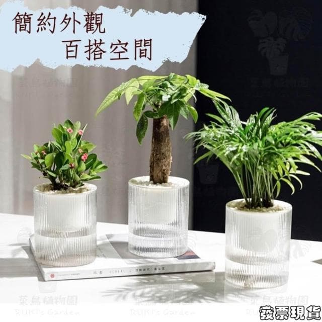  沐晨植物園｜懶人花盆 懶人盆栽 吸水花盆 自吸水花盆  免澆水花盆 吸水盆栽 室內花盆 