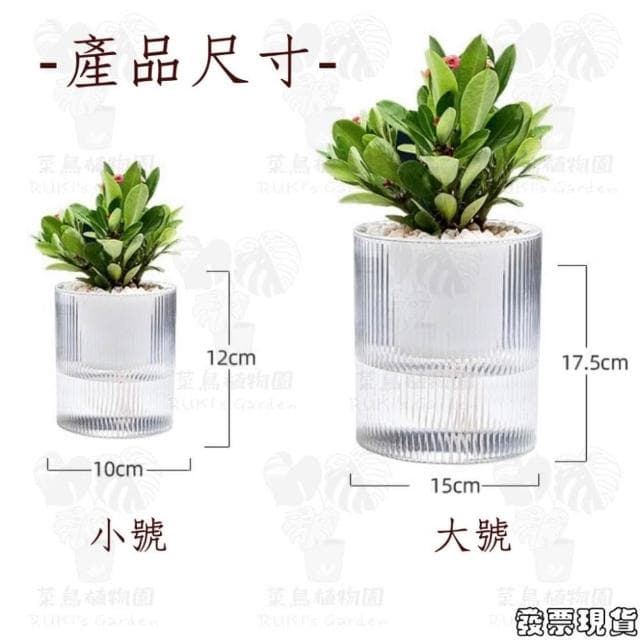  沐晨植物園｜懶人花盆 懶人盆栽 吸水花盆 自吸水花盆  免澆水花盆 吸水盆栽 室內花盆 