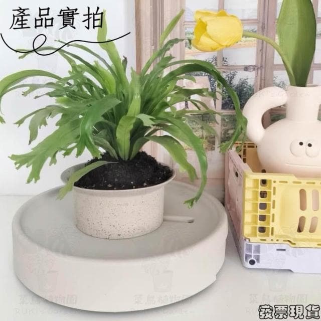 沐晨植物園｜移動接水底盤 移動托盤 移動接水盤 盆栽底盤 植栽底盤 盆栽托盤 植栽托盤 加侖盆托盤 控根盆底盤