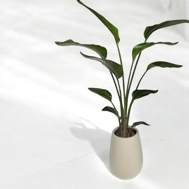 天堂鳥 白花天堂鳥八吋白盆 開幕送禮 室內植物 觀葉植物 開幕盆栽 室內盆栽 盆栽植物  園藝 發財樹盆栽 龜背芋盆栽