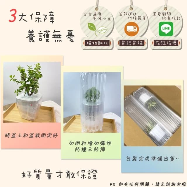 白雪福祿桐【現貨】4吋透明條紋免澆水盆栽 室內植物 室內盆栽 懶人盆栽 水培植物 水培盆栽 觀葉植物