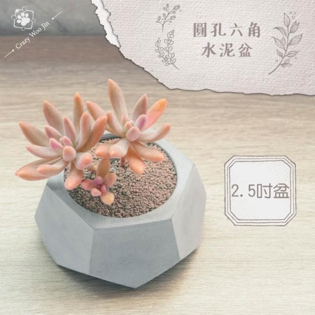 【瘋伍金】六角圓孔造型水泥盆 2.5吋盆 多肉盆栽 家用植物盆 有底孔 小盆栽 小陶盆