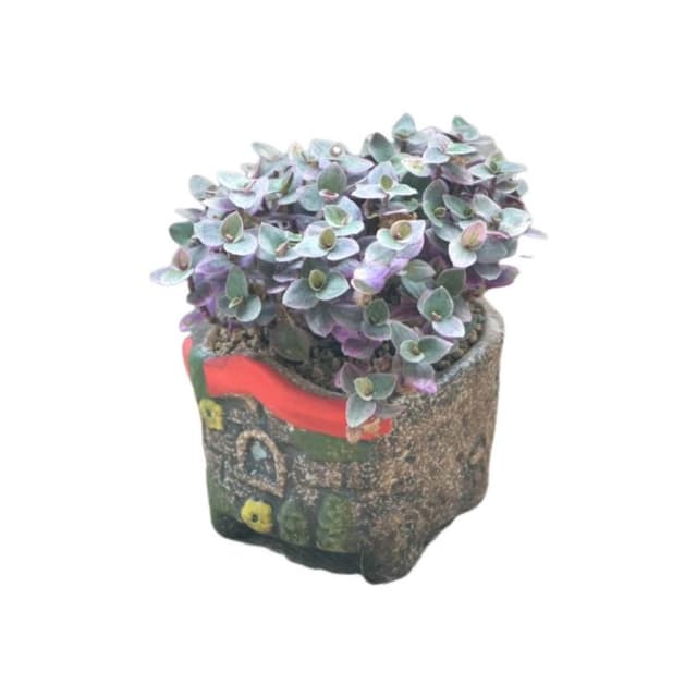 【瘋伍金】復古彩繪小屋盆栽 1.5吋盆 多肉盆栽 家用植物盆 有底孔 小盆栽 小陶盆