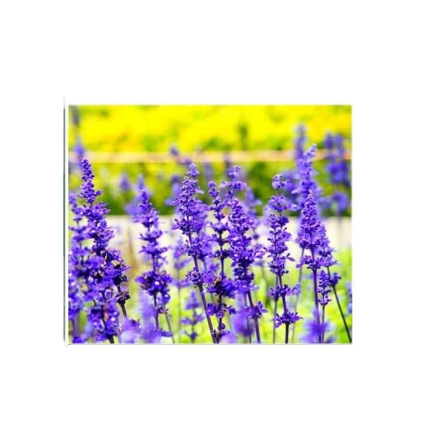 【蔬菜之家】大包裝H17.粉萼鼠尾草種子750顆(鼠尾草種子 開花種子 開花植物 花類植栽 花種子)