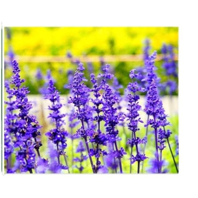 【蔬菜之家】大包裝H17.粉萼鼠尾草種子750顆(鼠尾草種子 開花種子 開花植物 花類植栽 花種子)