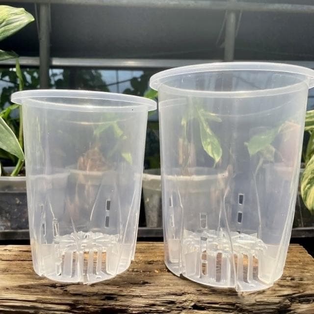 《斑啾植選》輕量高腳盆｜透明12cm(控根盆｜觀葉專用盆｜蘭花盆｜觀葉植物｜雨林｜白龜｜斑葉｜龜背芋｜室內植物｜盆栽)