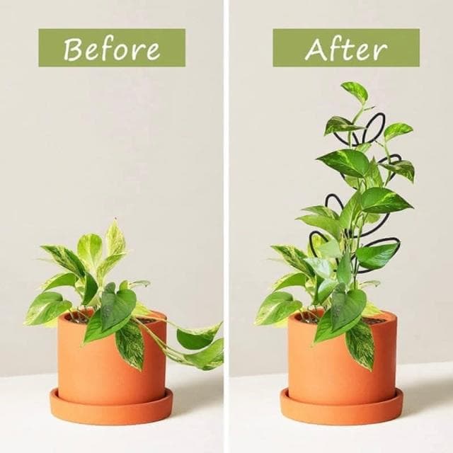 《斑啾植選》造型攀爬架-圓圈系列(造型花架｜山烏龜架｜金屬支架｜綠蘿支架｜盆栽用支架｜植物攀爬支架)