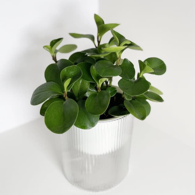 圓葉發財樹(招財盆栽·室內植物·植物送禮·自動澆水)