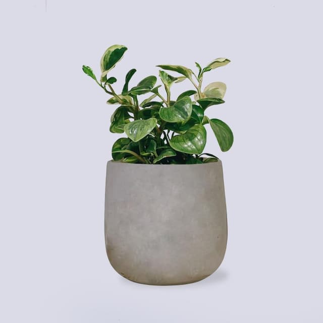 原植 中型植物｜斑葉椒草 (送禮·室內·植栽)
