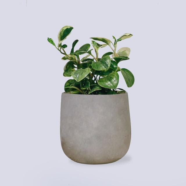 原植 中型植物｜斑葉椒草 (送禮·室內·植栽)