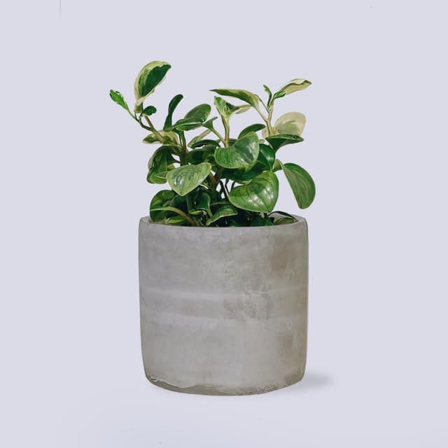 原植  中型植物｜斑葉椒草 (送禮·室內·植栽)