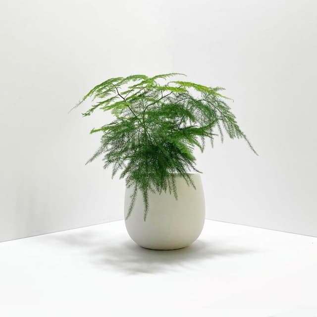 原植 | 小型植物 | 文竹 (植栽·盆栽·淨化空氣·送禮·觀賞植物)
