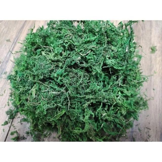 《大欣園藝》全館799免運_綠水苔300公克(綠水苔 綠水草 蘭花 苔球植物 盆栽鋪面 綠水草 蘭花園藝裝飾草 多肉 組盆裝飾 青苔)