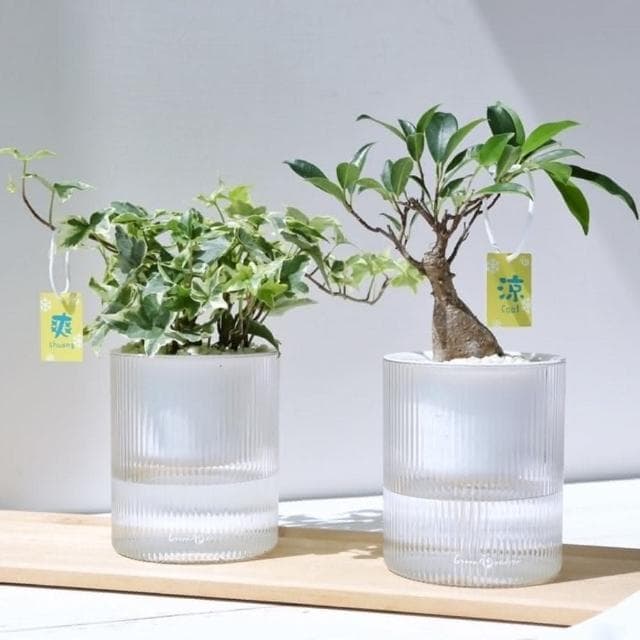 【Green Pandora】光汐透明吸水盆栽懶人盆栽  免澆水盆栽