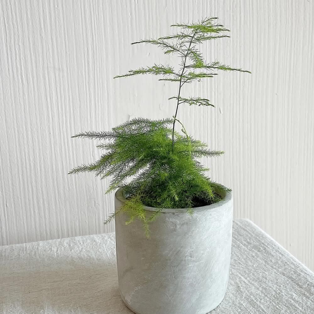 玉屋TAMAYA玉屋TAMAYA 文竹盆栽(觀葉植物 送禮 開幕升遷 發表會 生日祝賀 告白 紀念日 畢業祝福 教師節)