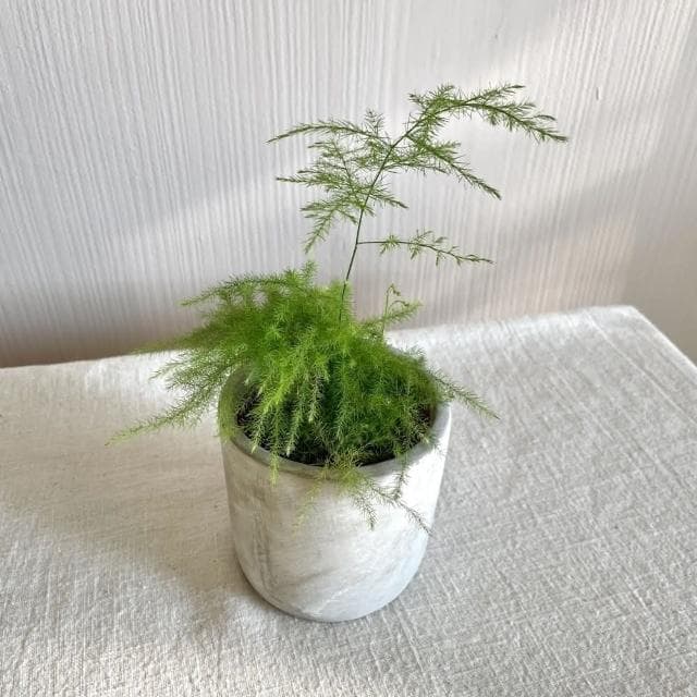 玉屋TAMAYA玉屋TAMAYA 文竹盆栽(觀葉植物 送禮 開幕升遷 發表會 生日祝賀 告白 紀念日 畢業祝福 教師節)