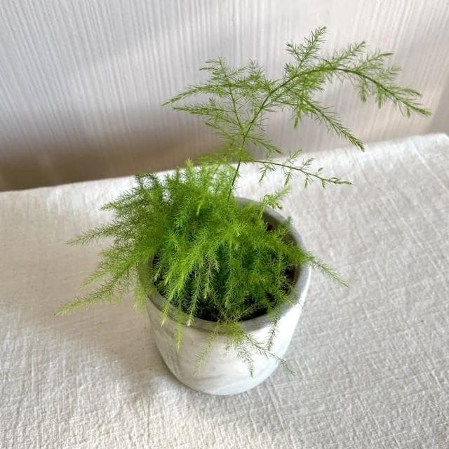 玉屋TAMAYA玉屋TAMAYA 文竹盆栽(觀葉植物 送禮 開幕升遷 發表會 生日祝賀 告白 紀念日 畢業祝福 教師節)