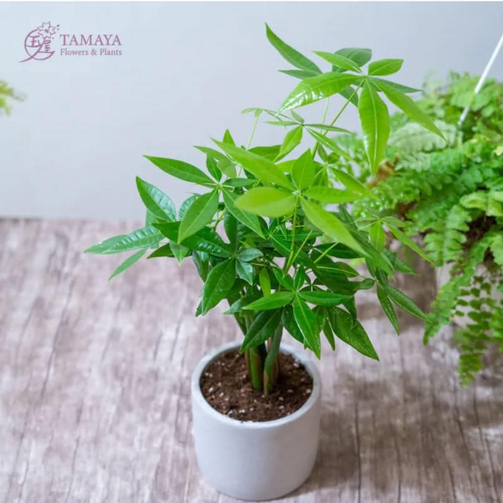 玉屋TAMAYA玉屋TAMAYA 馬拉巴栗盆栽(觀葉植物 送禮 開幕升遷 發表會 生日祝賀 告白 紀念日 畢業祝福 教師節)
