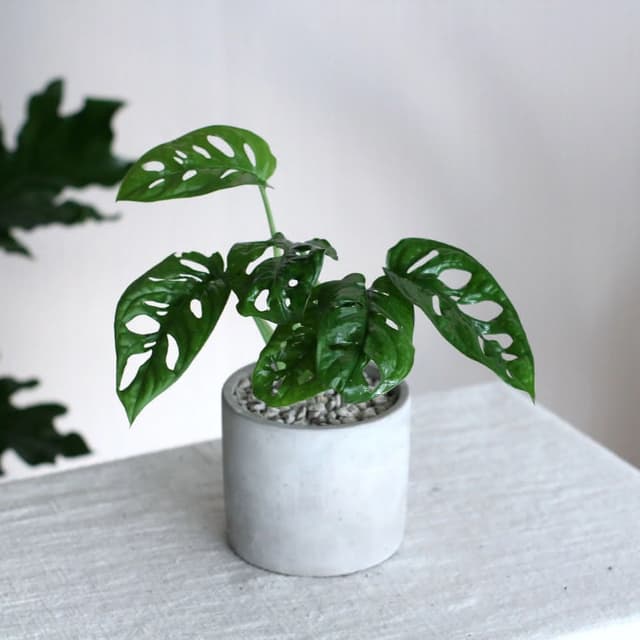 玉屋TAMAYA窗孔龜背芋盆栽(觀葉植物 送禮 開幕升遷 發表會 生日祝賀 告白 紀念日 畢業祝福 教師節)