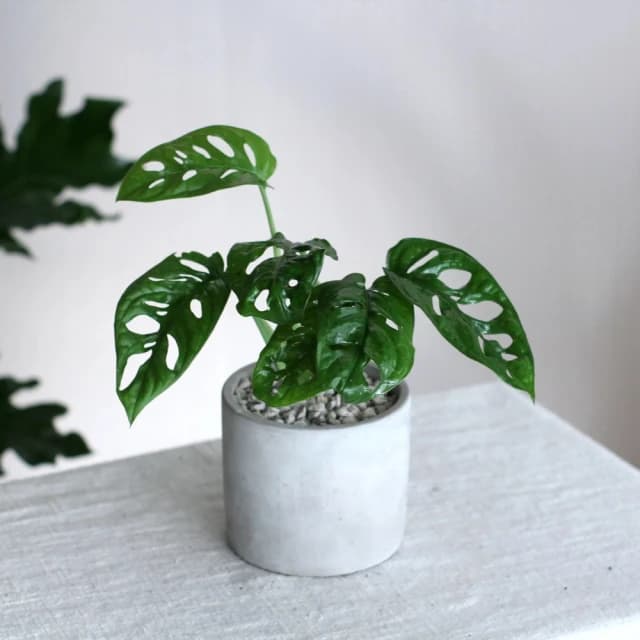 玉屋TAMAYA窗孔龜背芋盆栽(觀葉植物 送禮 開幕升遷 發表會 生日祝賀 告白 紀念日 畢業祝福 教師節)