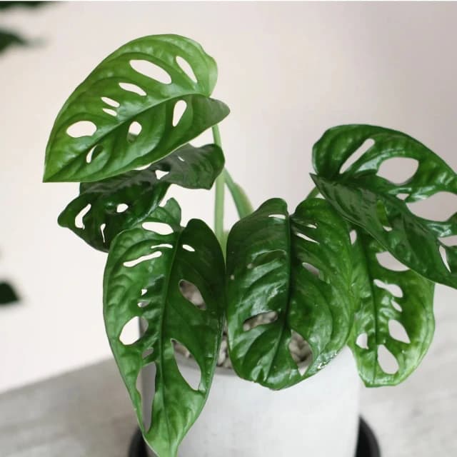 玉屋TAMAYA窗孔龜背芋盆栽(觀葉植物 送禮 開幕升遷 發表會 生日祝賀 告白 紀念日 畢業祝福 教師節)