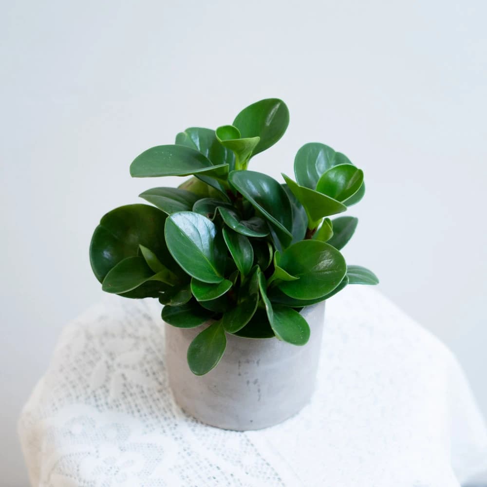 玉屋TAMAYA玉屋TAMAYA 圓葉椒草盆栽(觀葉植物 送禮 開幕升遷 發表會 生日祝賀 告白 紀念日 畢業祝福 教師節)