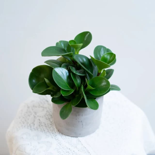 玉屋TAMAYA玉屋TAMAYA 圓葉椒草盆栽(觀葉植物 送禮 開幕升遷 發表會 生日祝賀 告白 紀念日 畢業祝福 教師節)