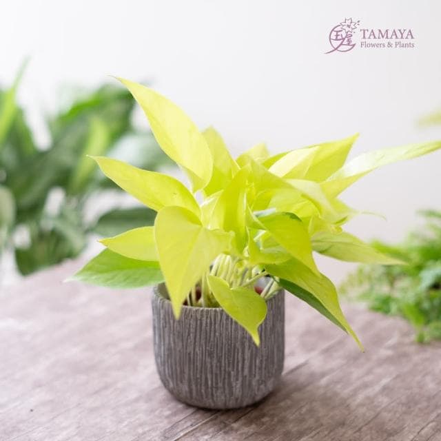 玉屋TAMAYA 萊姆黃金葛盆栽(觀葉植物 畢業典禮 開幕升遷 發表會 生日祝賀 告白 紀念日 畢業祝福)